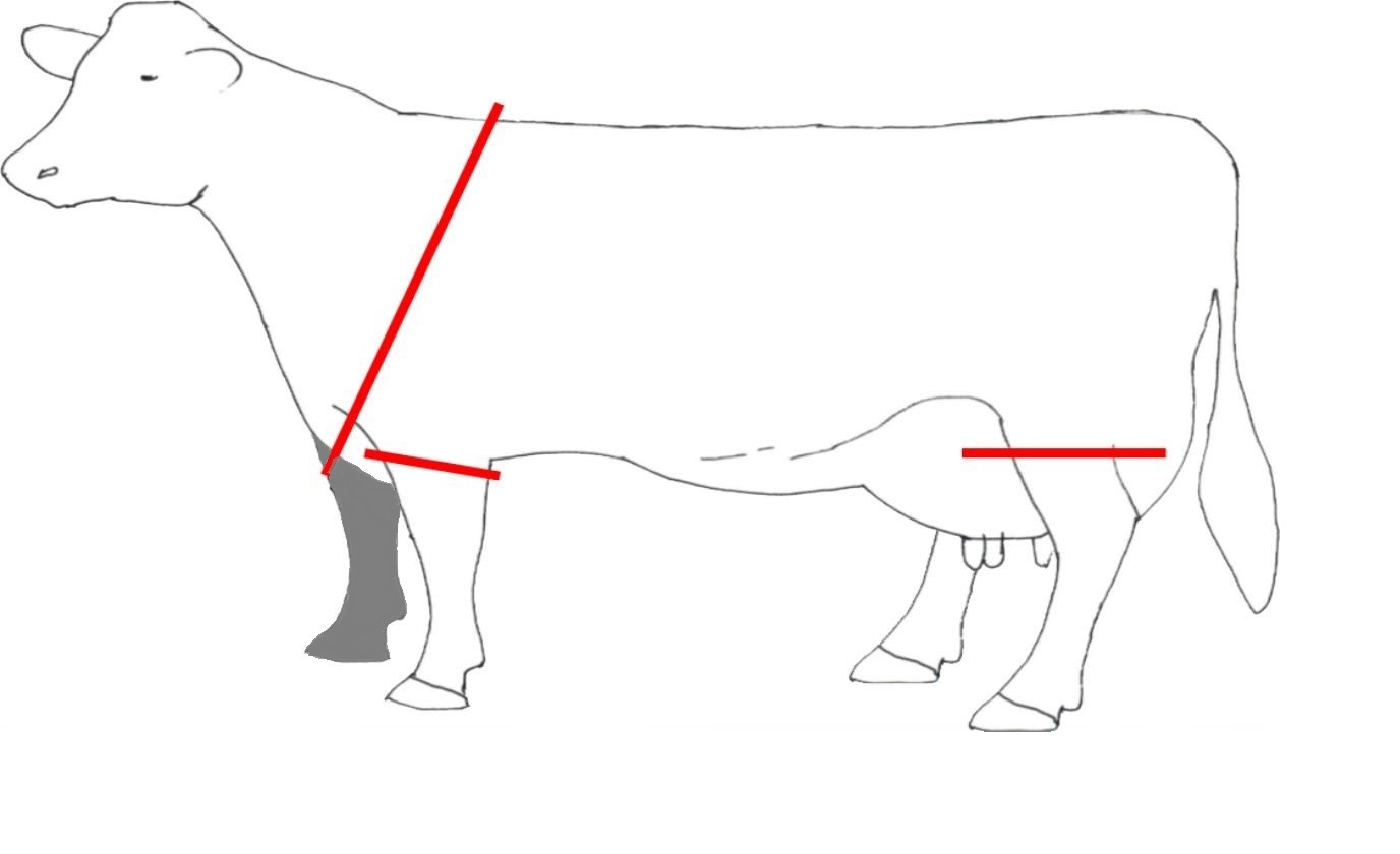 Hair loss, lesions and swellings in dairy cows AssureWel
